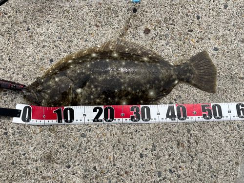 ヒラメの釣果