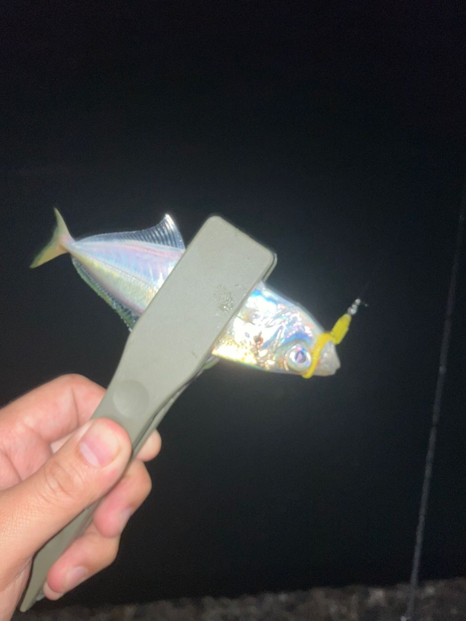 アジ