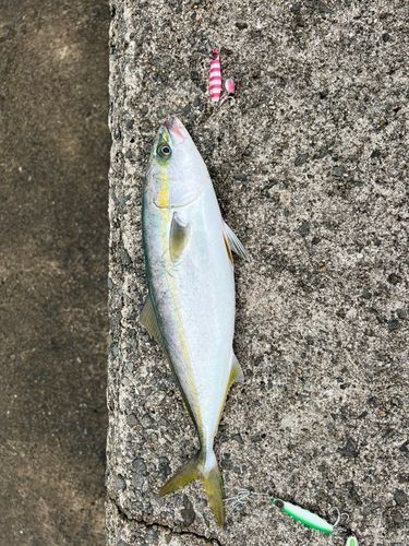 ハマチの釣果