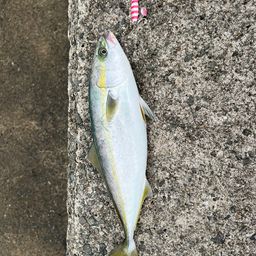 ハマチ
