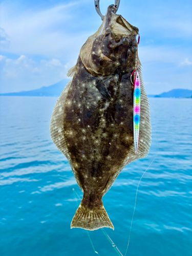 ヒラメの釣果