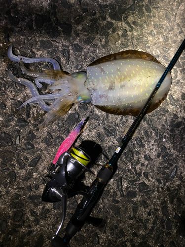 アオリイカの釣果