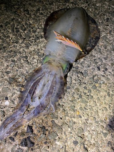 アオリイカの釣果