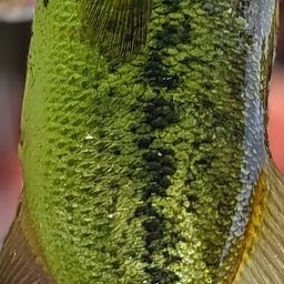 ブラックバス
