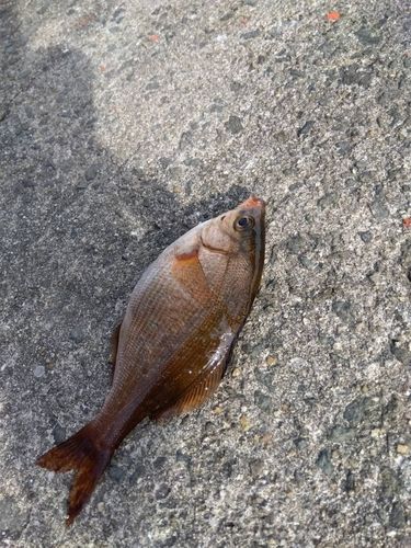 マタナゴの釣果
