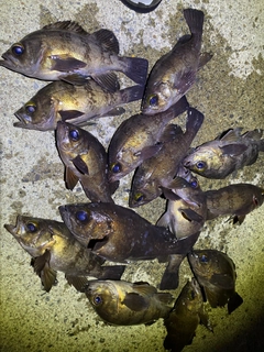 メバルの釣果