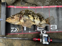 タケノコメバルの釣果