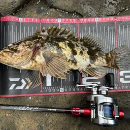 タケノコメバル