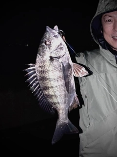 クロダイの釣果
