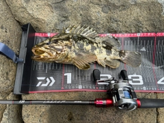 タケノコメバルの釣果