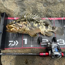 タケノコメバル