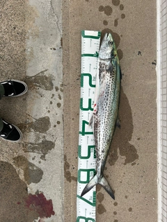 サワラの釣果