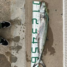 サワラ