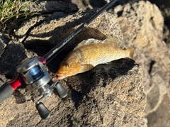 アイナメの釣果