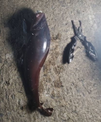 ドンコの釣果