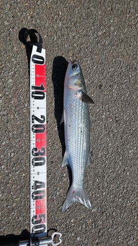ボラの釣果