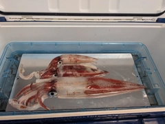 ケンサキイカの釣果