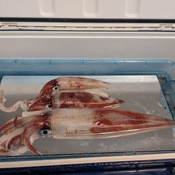 ケンサキイカ