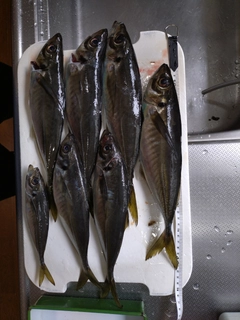 マアジの釣果