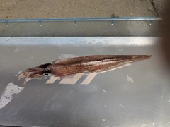 ヤリイカの釣果