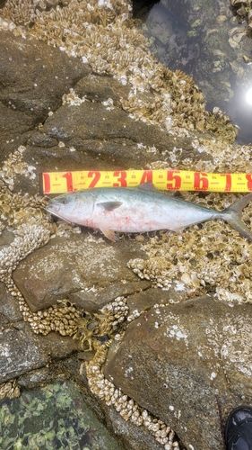 ブリの釣果