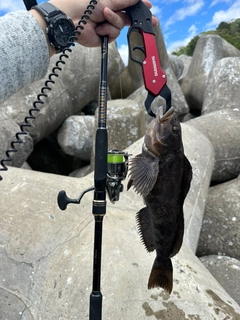 アイナメの釣果