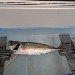 アジ