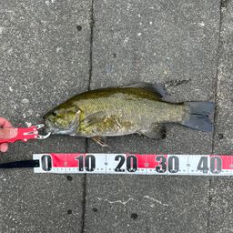 スモールマウスバス