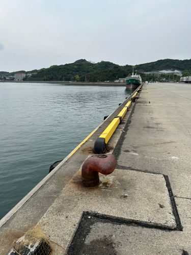 コウイカの釣果