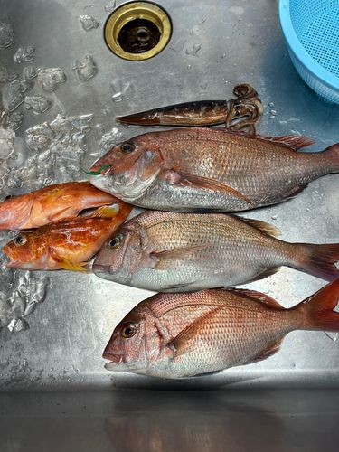 マダイの釣果
