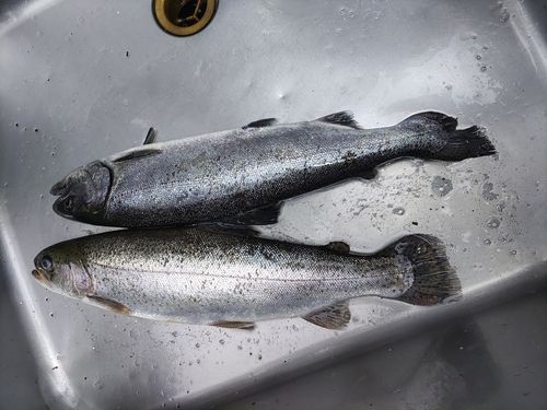 ニジマスの釣果