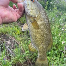 スモールマウスバス