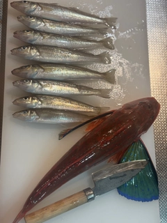 シロギスの釣果