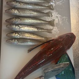 シロギス