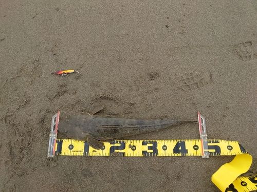 マゴチの釣果