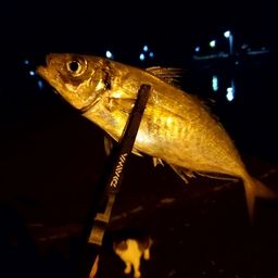 アジ
