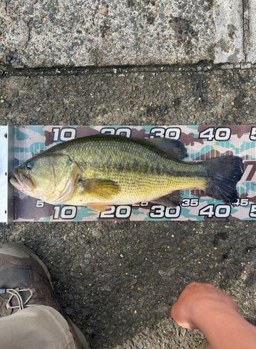 ラージマウスバスの釣果