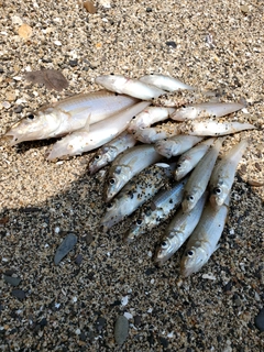 キスの釣果