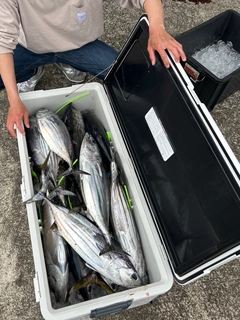 キハダマグロの釣果