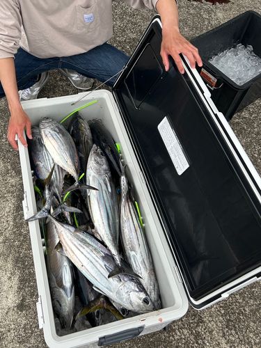 キハダマグロの釣果
