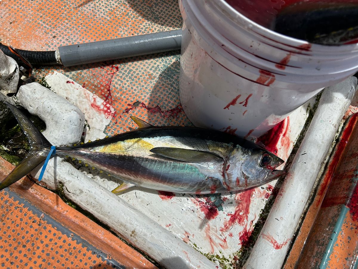 ヴォルティスファンさんの釣果 2枚目の画像