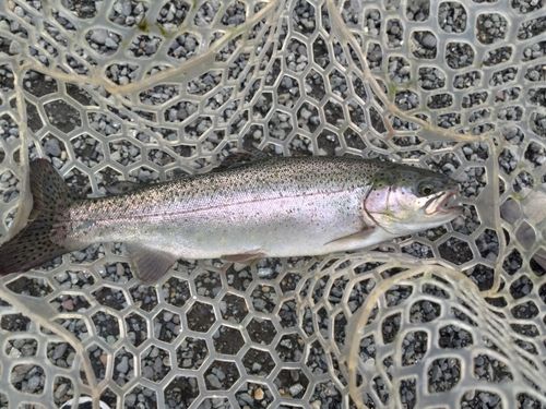 ニジマスの釣果