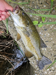 スモールマウスバスの釣果