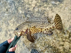 モヨウハタの釣果