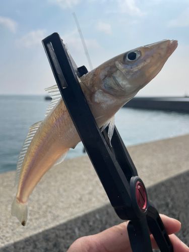 キスの釣果