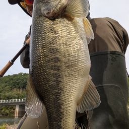 ブラックバス