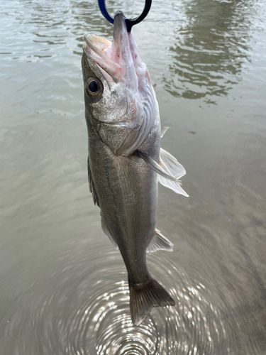 セイゴ（タイリクスズキ）