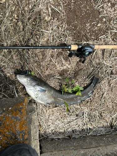 マナマズの釣果