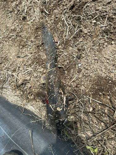 マナマズの釣果