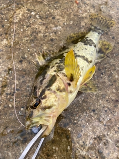 タケノコメバルの釣果